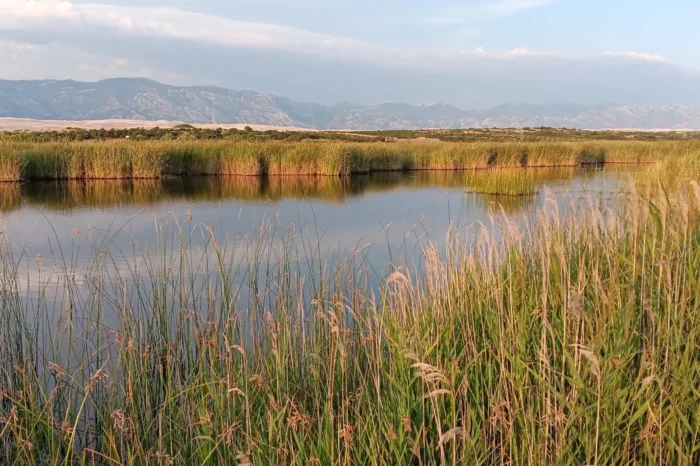 Ornithological reserve “Kolanjsko blato” (Kolan mud)